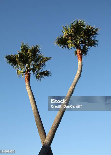 Photo libre de droit de Croisillon Palms banque d'images et plus d'images libres de droit de En forme de V - En forme de V, Arbre, Arbre tropical