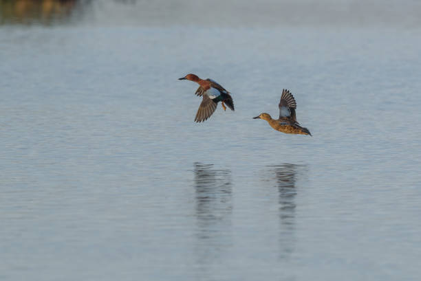 istock flying duck wetlands 915987452