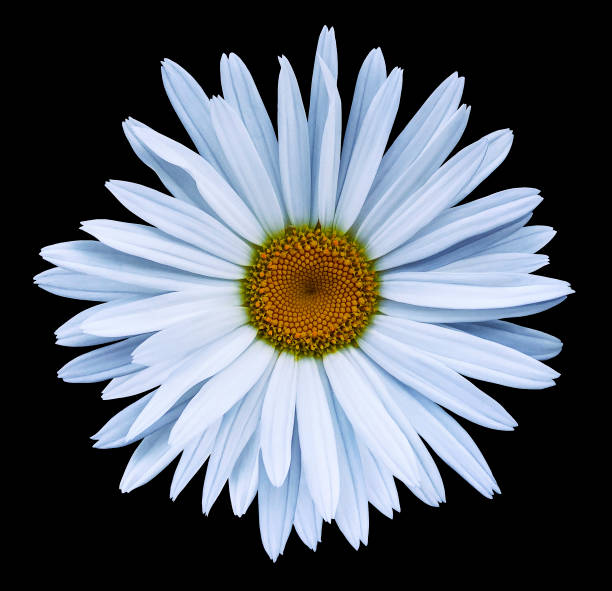 istock White flower chamomile on the black isolated background with clipping path.  Closeup no shadows. Garden  flower. Nature. 915988916
