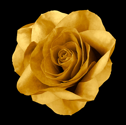 Rose gold flower  on the black isolated background with clipping path.  no shadows. Closeup.  Nature.
