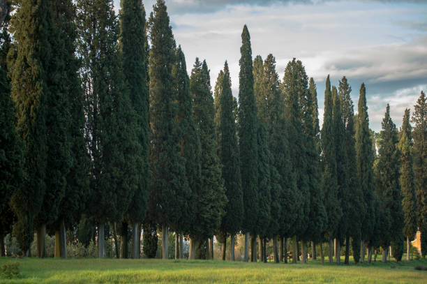 istock Lined up cypresses in Tuscany italy 915989014