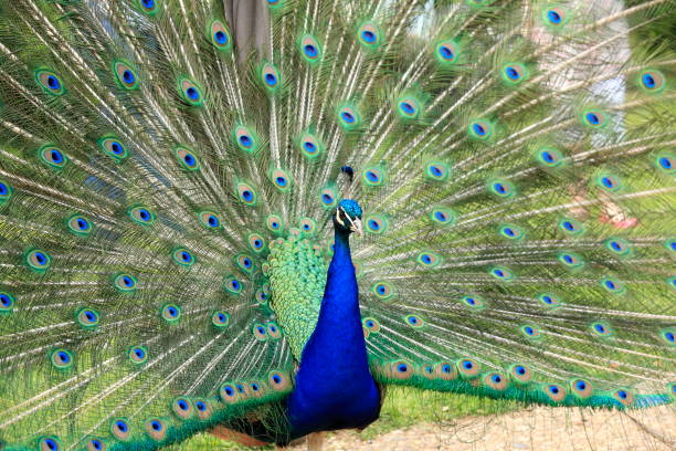 The Peacock Showing Off Its Tail Stock Photo - Download Image Now - Animal, Animal Body Part, Animal Head - iStock The Peacock Showing Off Its Tail Stock Photo - Download Image Now - Animal, Animal Body Part, Animal Head - iStock