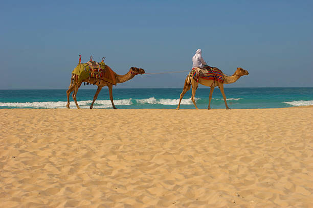 istock Camels, desert and ocean in Dubai 91599250