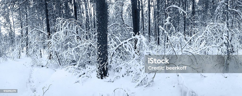 panorama della foresta d'inverno neve - Foto stock royalty-free di Abete