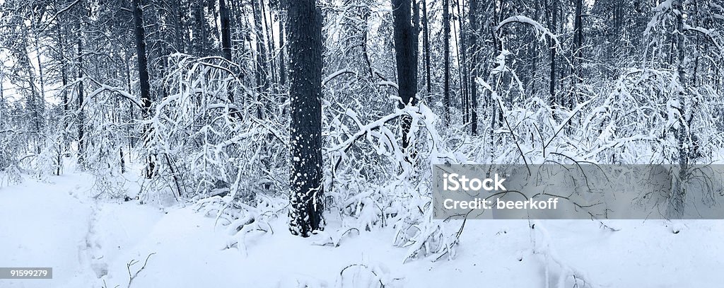 panorama de floresta de inverno neve - Foto de stock de Azul royalty-free