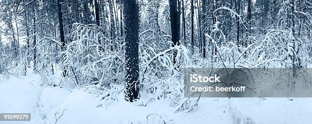 Foto de Panorama De Floresta De Inverno Neve e mais fotos de stock de Azul - Azul, Beleza natural - Natureza, Bosque - Floresta