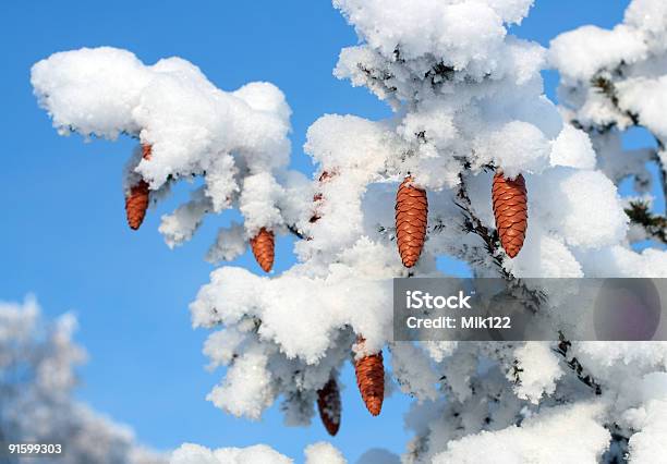 Hütchen Auf Weihnachten Fir Branch Stockfoto und mehr Bilder von Ast - Pflanzenbestandteil - Ast - Pflanzenbestandteil, Baum, Blau