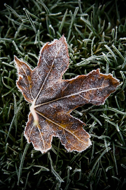 Frosty Leaf stock photo