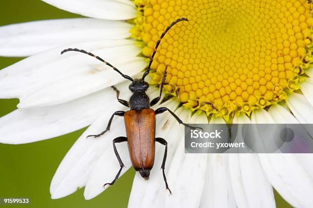 Prachtkäfer Stockfoto und mehr Bilder von August - August, Baumblüte, Bestäuber