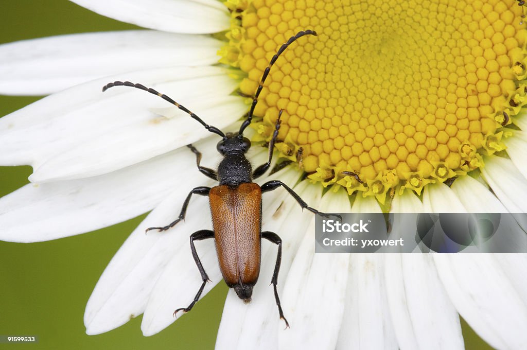 Escarabajo - Foto de stock de Agosto libre de derechos