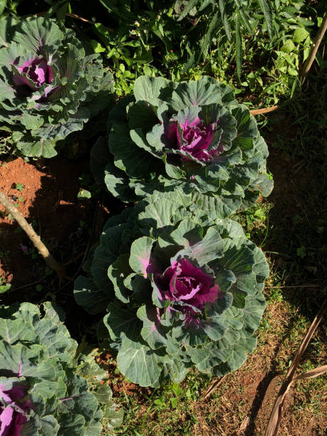 istock Vegetable garden in summer. Herbs, flowers . Eco friendly.cabbag 916001250