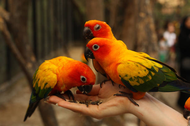 istock ara parrots couple sit on human hand close up photo 916004626