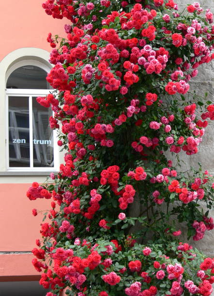 A colourful bed of red roses and other flowers