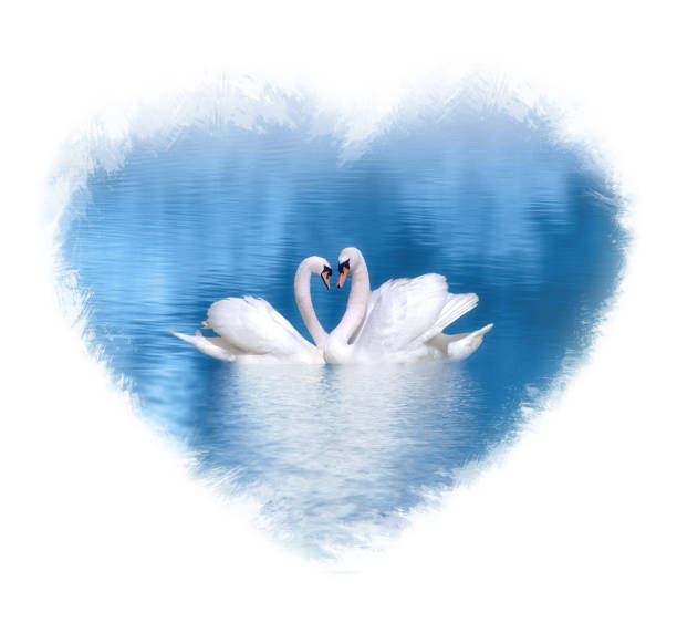 愛水彩ハート型に囲まれた青い水の上の白鳥 - swan bird water fog ストックフォトと画像