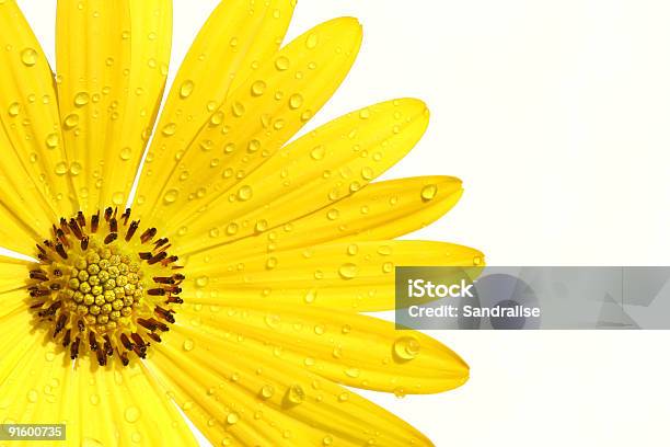 Foto de Amarelo Flor Em Fundo Branco e mais fotos de stock de Amarelo - Amarelo, Branco, Brilhante - Luminosidade