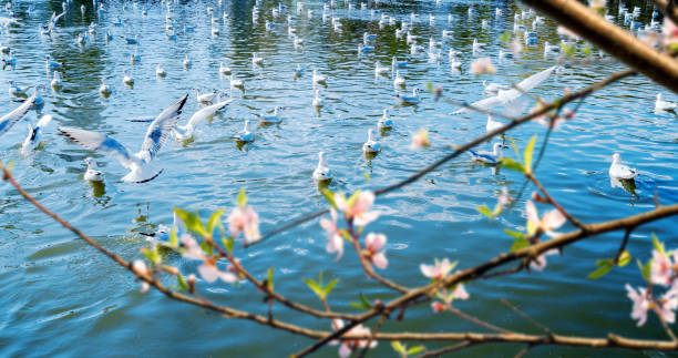 istock Flock of Black headed gull 916008144