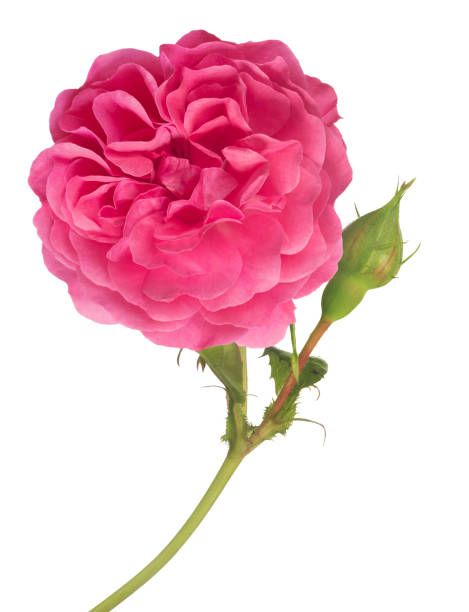 istock pink color rose with two bud and dense bloom 916008366
