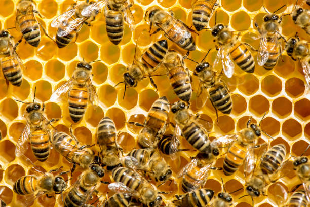 istock closeup of bees on honeycomb in apiary 916008486