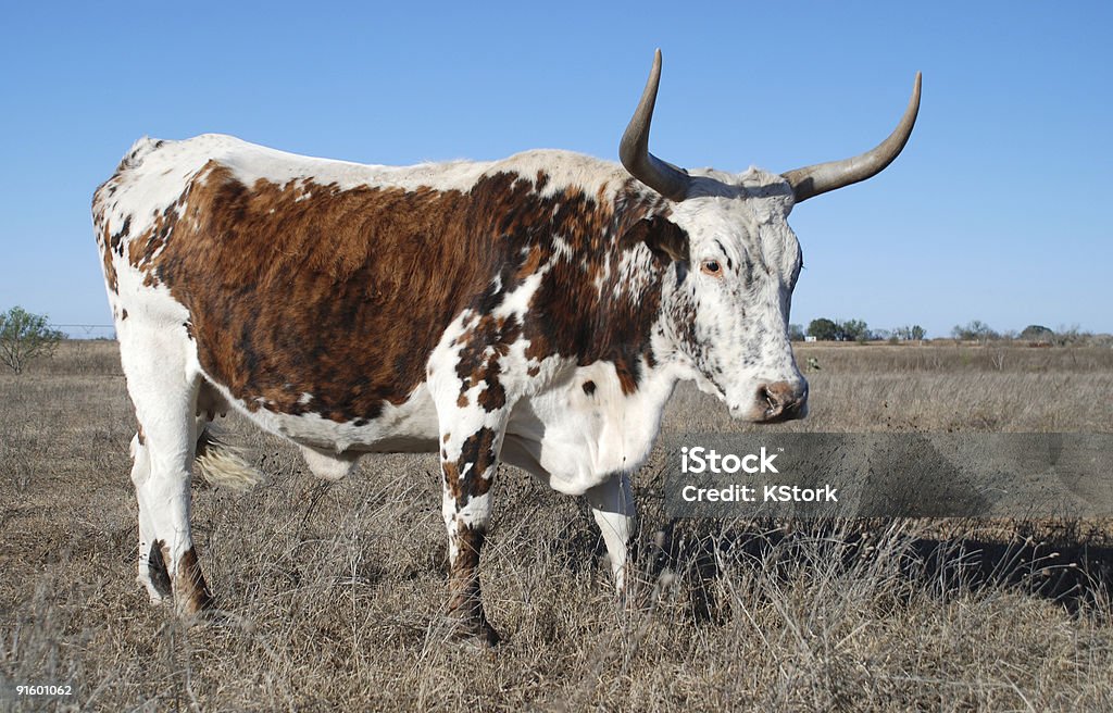 Lactoria mistura de - Royalty-free Gado Texas Longhorn Steer Foto de stock