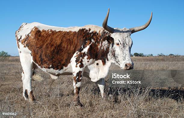 Lactoria Mistura De - Fotografias de stock e mais imagens de Gado Texas Longhorn Steer - Gado Texas Longhorn Steer, Agricultura, Animal