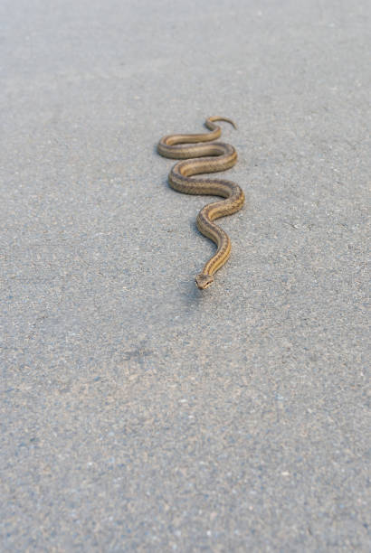 istock Viper warming its body on an asphalt road 916011010