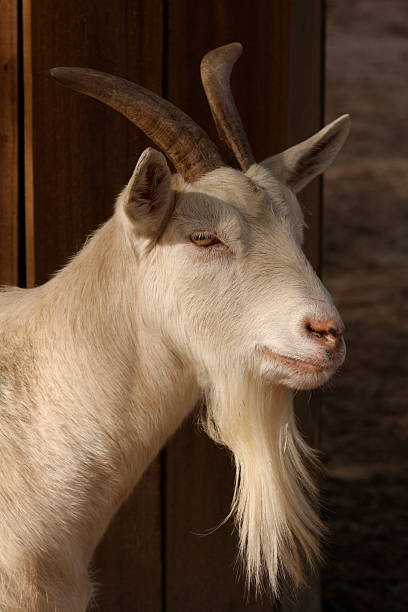 istock White Horned Bearded Goat Head Isolated Close Up 91601127