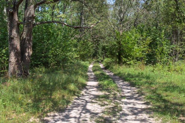 istock Forest Dirt Path On A Sunny Day. Sunbeams Shining Through The Tree Crowns On Green Grass. Peaceful Summer Landscape. 916011442
