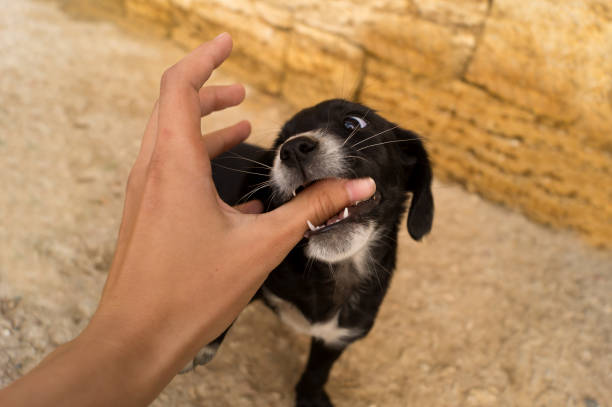 black puppy bites a man's hand outdoor - dog black labrador retriever animal nose imagens e fotografias de stock