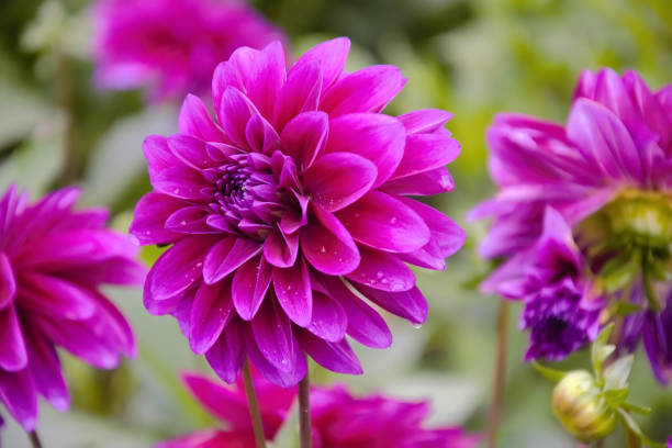 istock Dahlias with drops on the petals 916017360