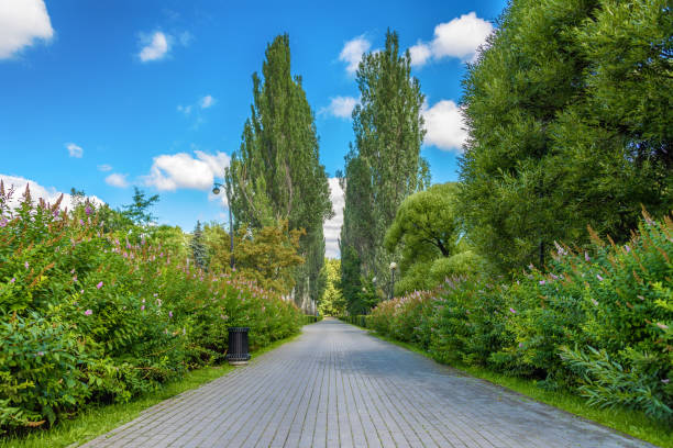 istock Poplar alley in the Park 916021236