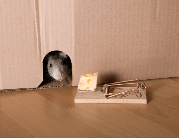 istock Mouse Trap, Rat in Hole and Cheese in Mousetrap 916021446