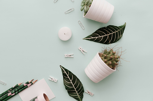 Neutral Pastel Flat Lay composition with potted green cactus and supplies