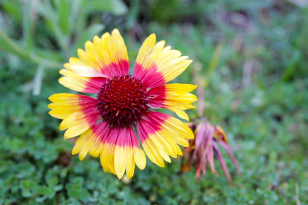 istock Colorful flowers in the park 916024624