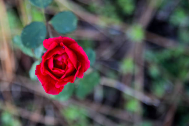 istock Colorful flowers in the park 916024830