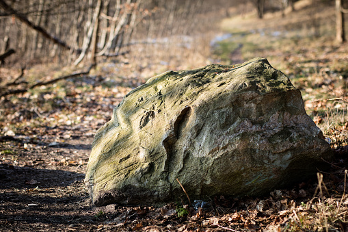 Erratic stones in the forest. The environment, stones lying in the grass. Season of the early spring.