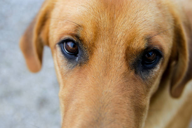 istock Yellow dog and eyes 916025378