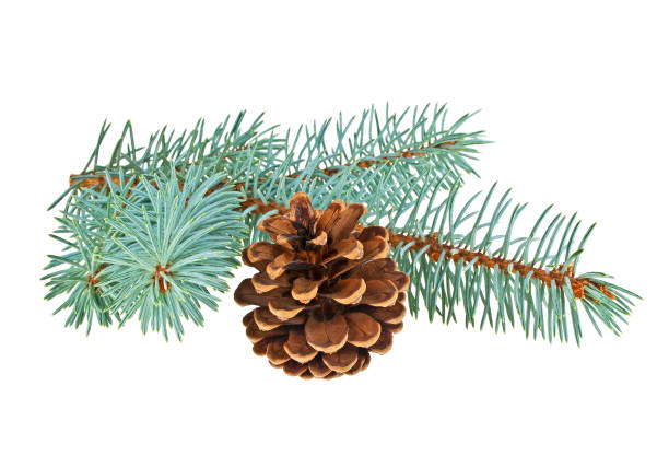 istock Blue spruce twig with cone isolated on a white background. Christmas decoration. 916028090