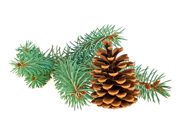 istock Blue spruce twig with cone isolated on a white background. Christmas decoration. 916028136