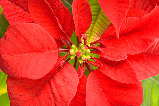 istock christmas poinsettia studio shot on white 91603115