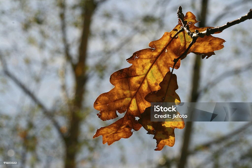 Lámina en otoño - Foto de stock de Bosque libre de derechos