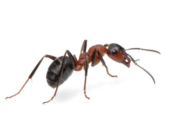 Photo of Ant