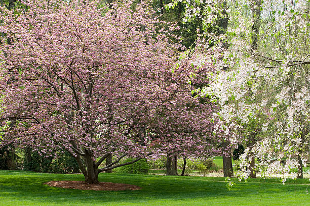Spring Tree Blooms stock photo