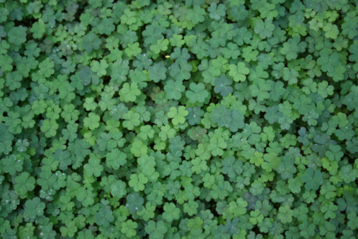 Clover is herbaceous plant of pea family that has dense globular flower heads and leaves that are typically three lobed. White trifolium plantation.