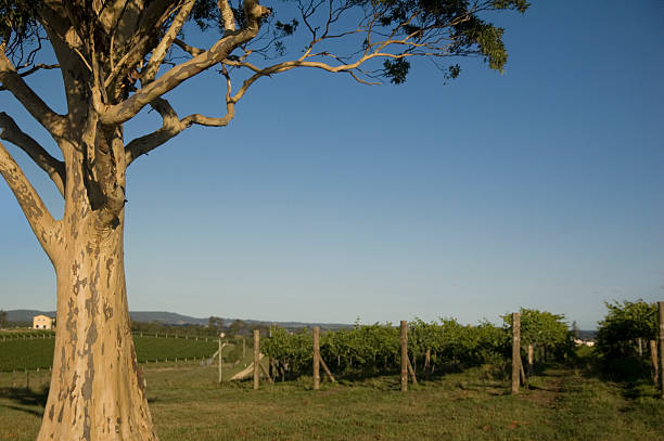 winnica seria - vineyard hunter valley australia vine zdjęcia i obrazy z banku zdjęć