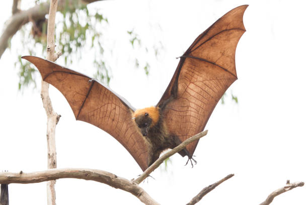 istock Grey Headed Flying Fox About to Land 916035626