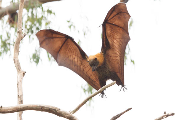istock Grey Headed Flying Fox About to Land 916035628