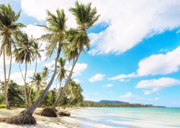istock Vacation in Dominican Republic 916036356
