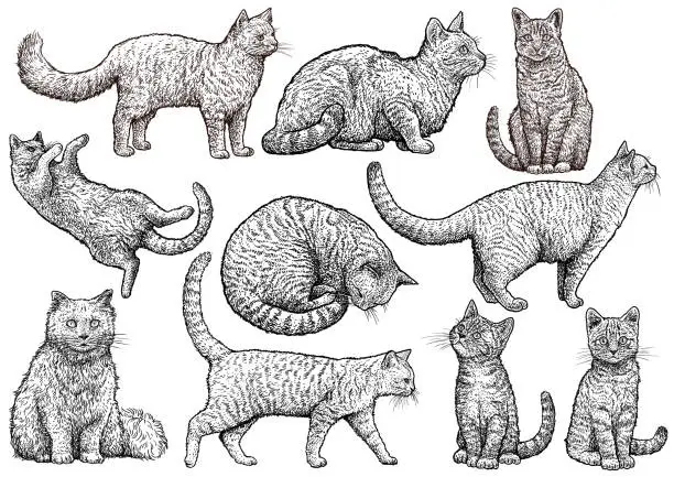 Vector illustration of Cat collection illustration, drawing, engraving, ink, line art, vector