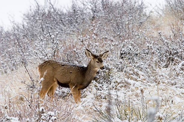 istock Colorado Mule Deer in the Wintertime Snow 91603804