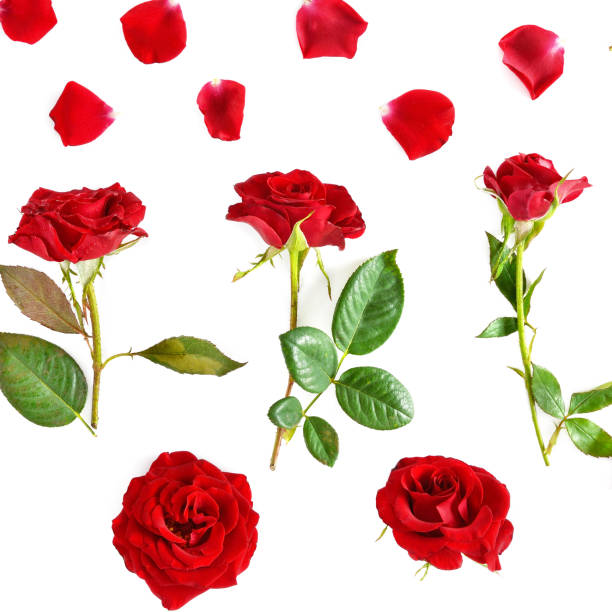 istock Red roses isolated on white background 916039216